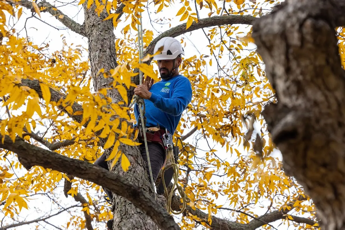 Skilled Emergency Tree Service crew working in Auberry